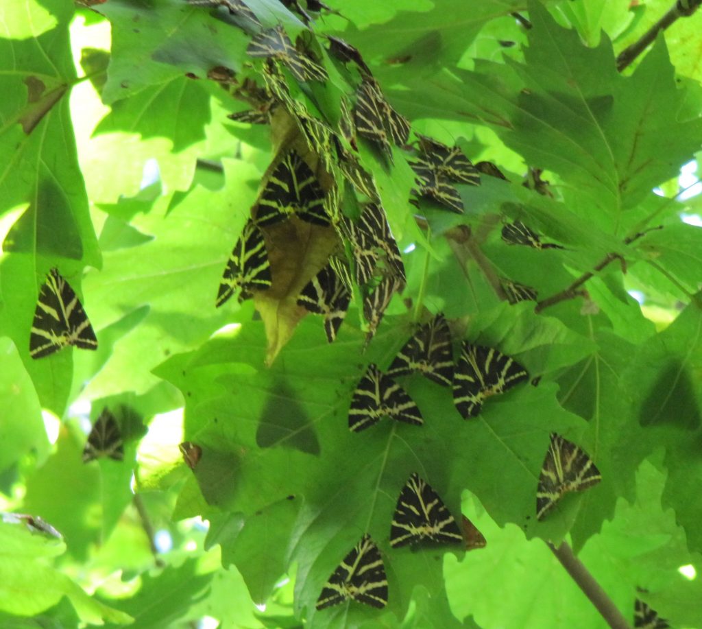 Přástevníci na listech - Rhodos Údolí motýlů